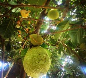 Ugandan organic jackfruit 